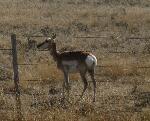 710  Antelope 14.jpg